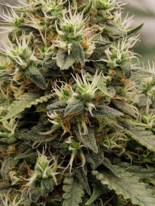 Kannabias Cherry Dream. Week 14 - Tag 105
Blütetag 70