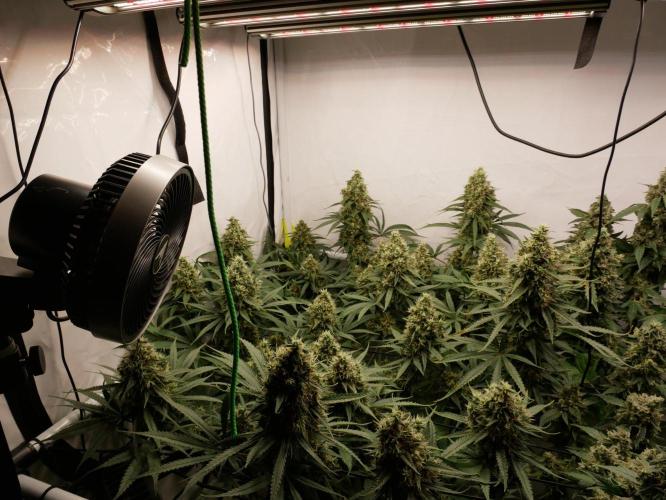 Kannabias Cherry Dream. Week 14 - Tag 105
Blütetag 70