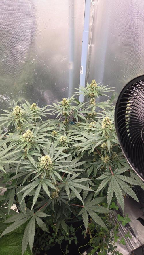 T.H.Seeds Bubble Banana Gum. Week 9 - Tag 66
Blütetag 31