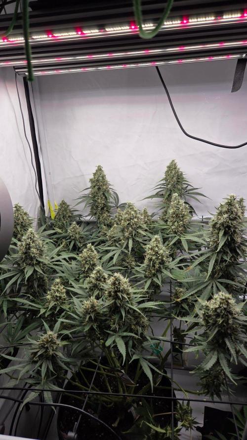 Kannabias Cherry Dream. Week 15 - Tag 107
Blütetag 72