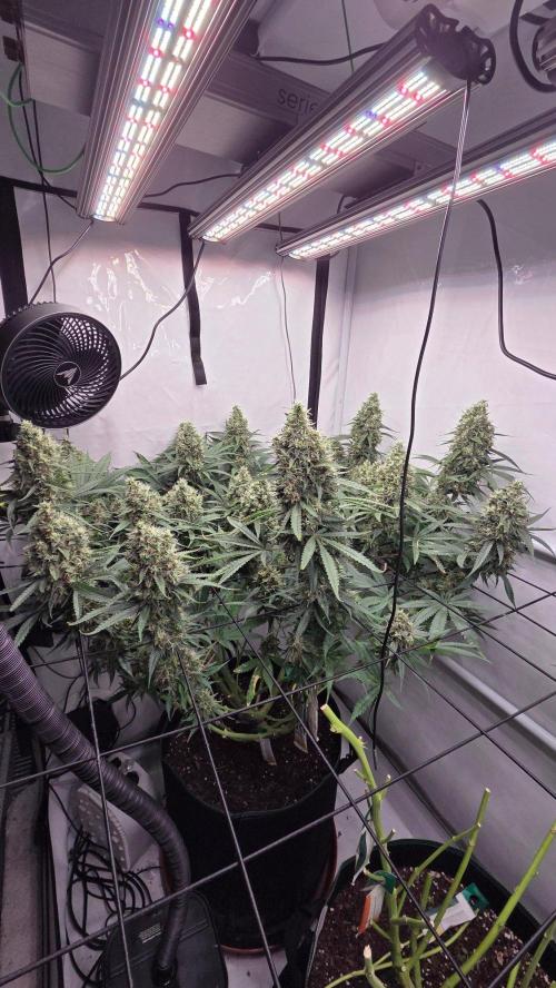 Kannabias Cherry Dream. Week 15 - Tag 106
Blütetag 71