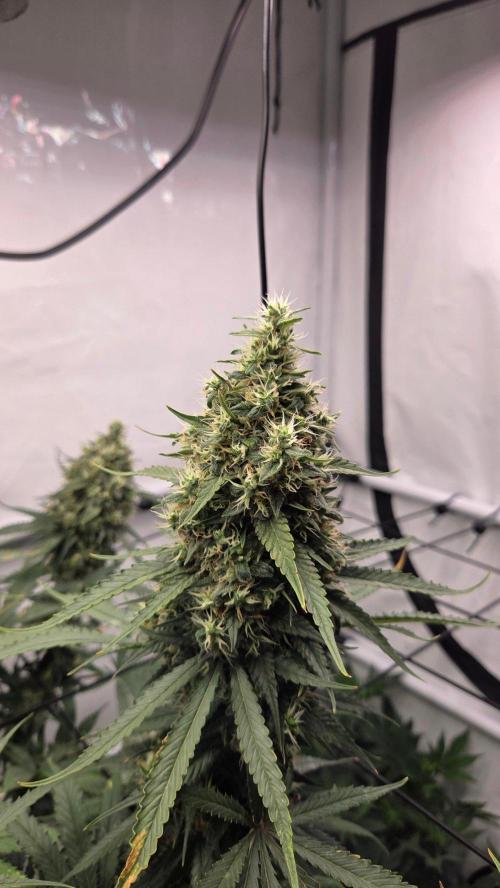 Kannabias Cherry Dream. Week 15 - Tag 108
Erntetag
