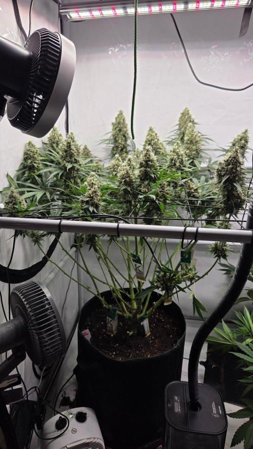 Kannabias Cherry Dream. Week 15 - Ein Teil ist schon ab