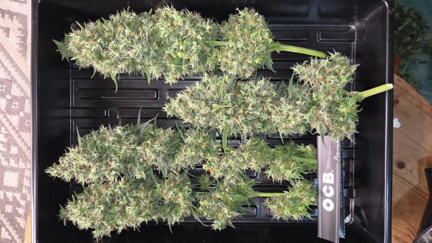 Kannabias Cherry Dream. Week 15 - Dicke Dinger