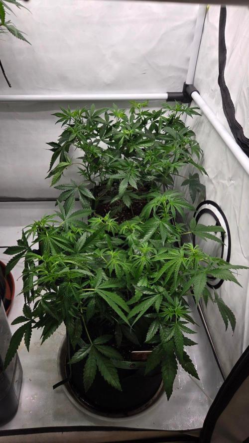 CCG / Sensi Malibu OG Gold. Week 5 - Tag 41