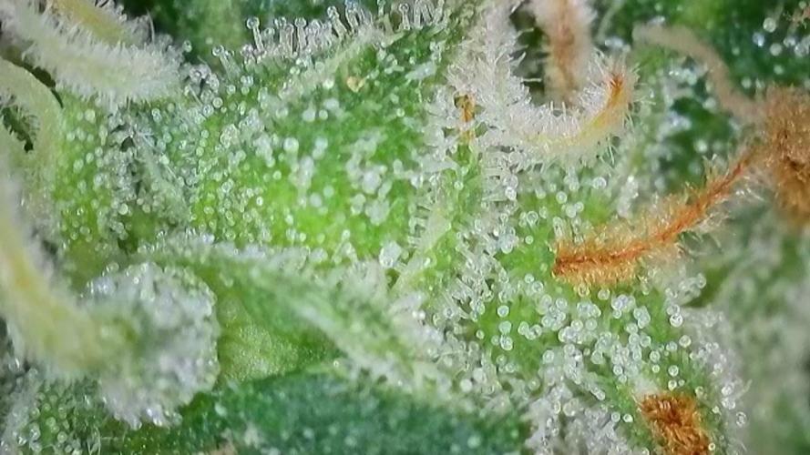 Kannabias Cherry Dream. Week 15