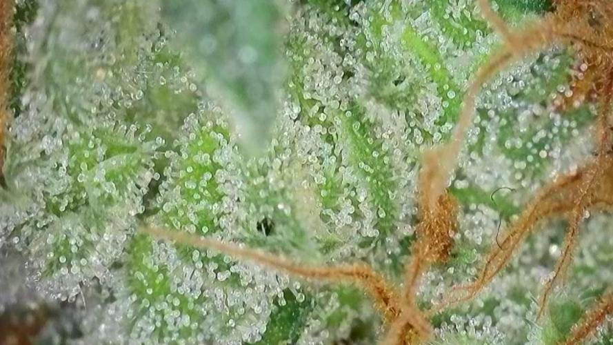 Pflanzregal 150W . Week 15