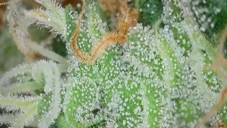 Kannabias Cherry Dream. Week 15