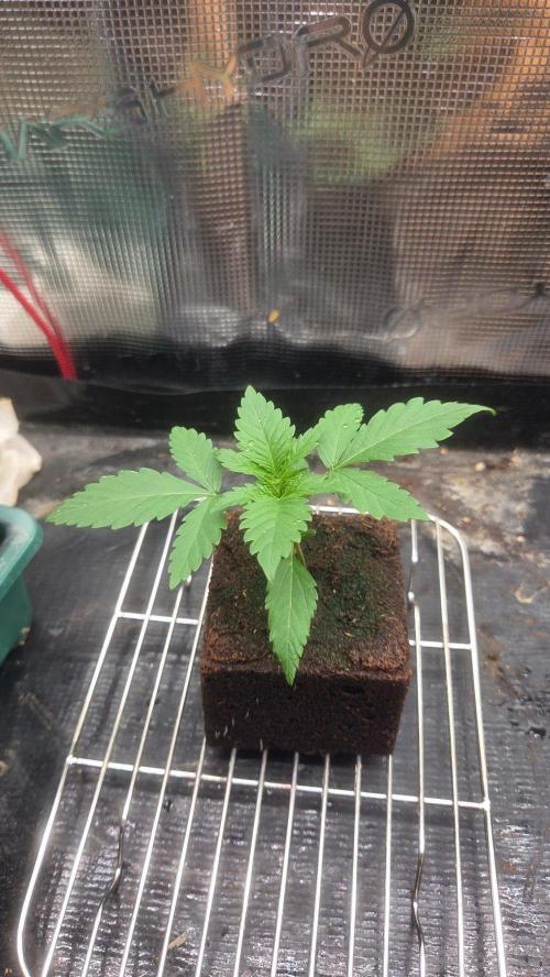 Future Island. Week 2