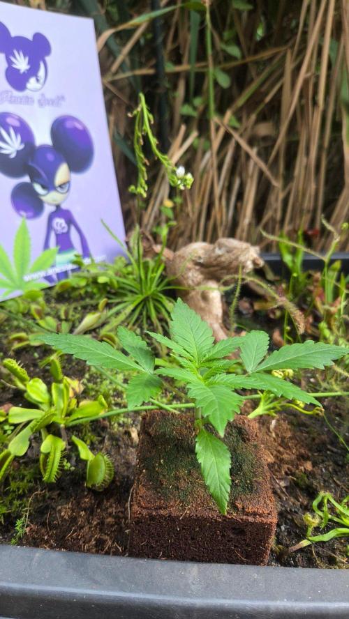 Future Island. Week 2