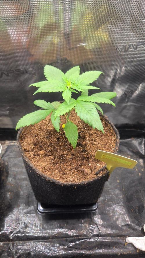 Ambient R120. Week 2
