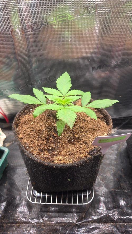 Future Island. Week 2