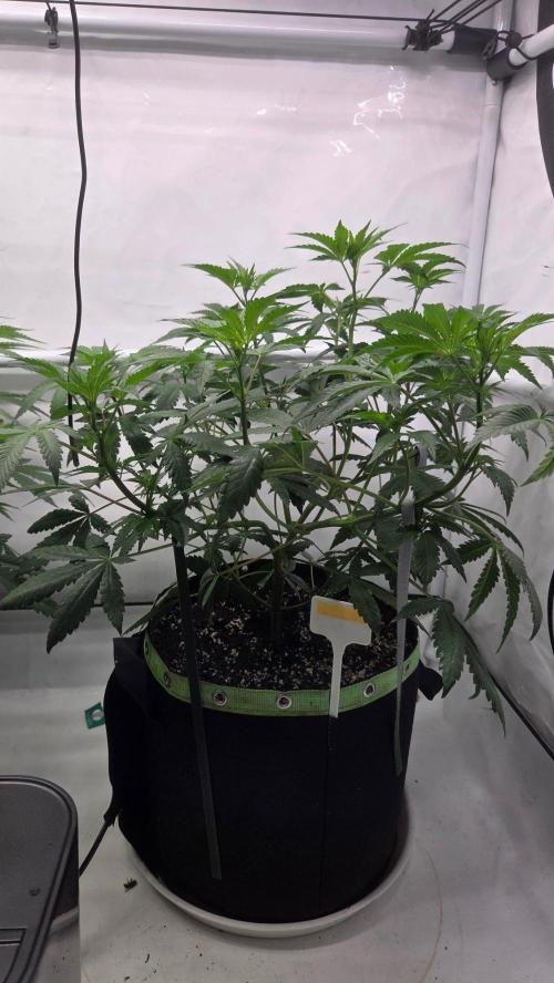 Tropicanna Poison F1 Fast Version. Week 5