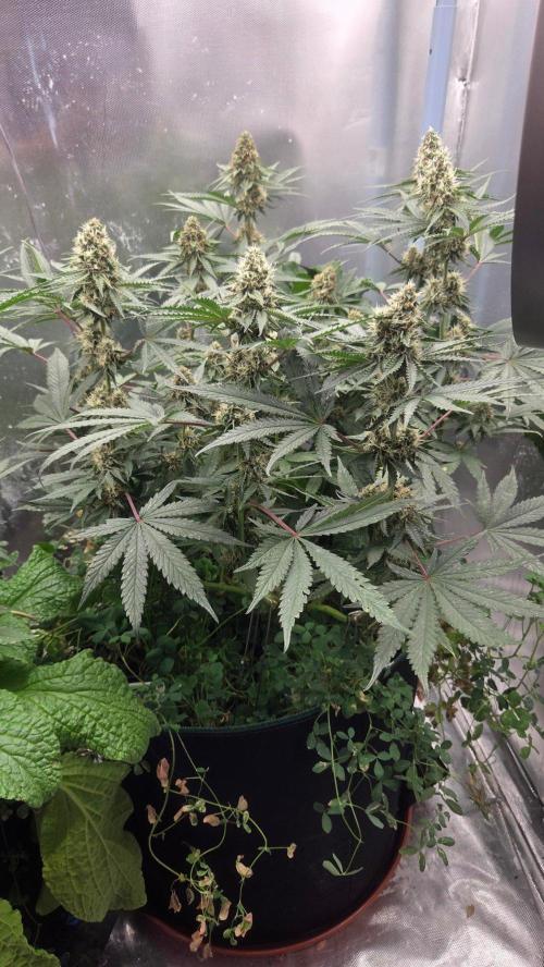 T.H.Seeds Bubble Banana Gum. Week 9 - Tag 69
Blütetag 34