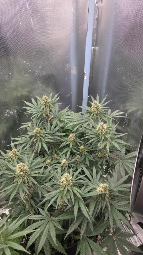 T.H.Seeds Bubble Banana Gum. Week 9 - Tag 70
Blütetag 35