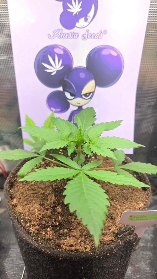 Future Island. Week 2