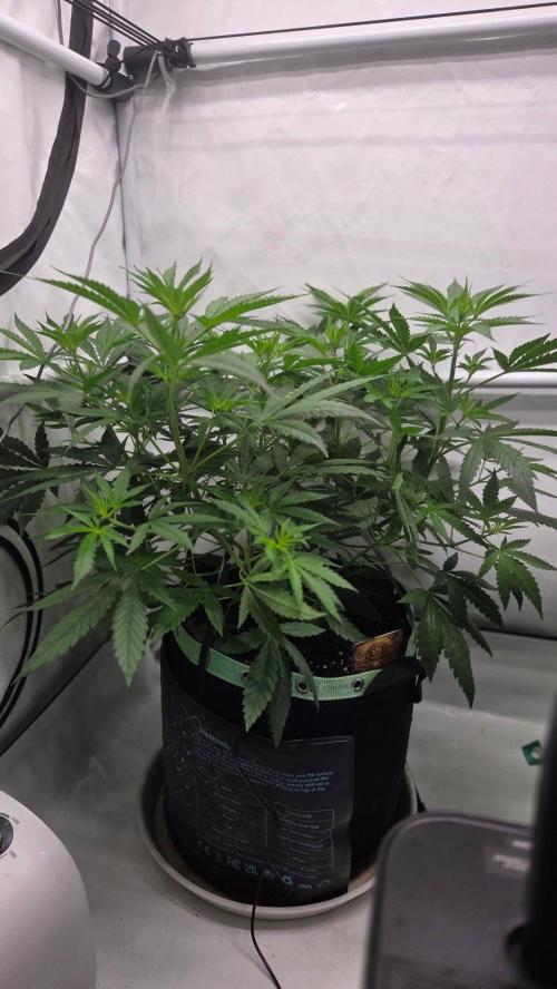 CCG / Sensi Malibu OG Gold. Week 6 - Tag 43
Blütetag 2
