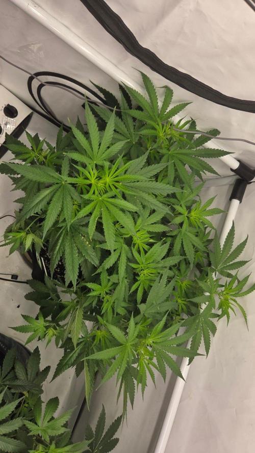 CCG / Sensi Malibu OG Gold. Week 6 - Tag 43
Blütetag 2