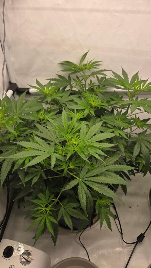 CCG / Sensi Malibu OG Gold. Week 6 - Tag 44
Blütetag 3