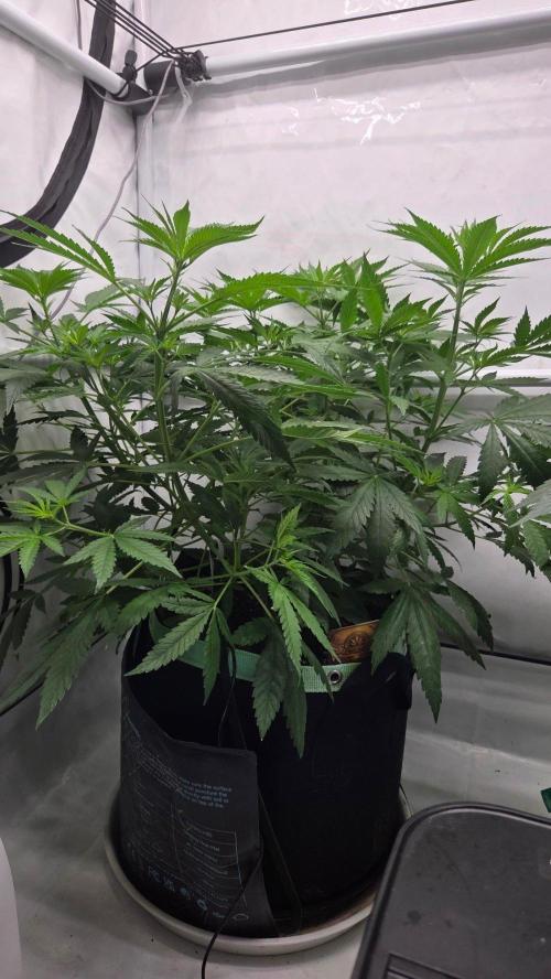 CCG / Sensi Malibu OG Gold. Week 6 - Tag 44
Blütetag 3