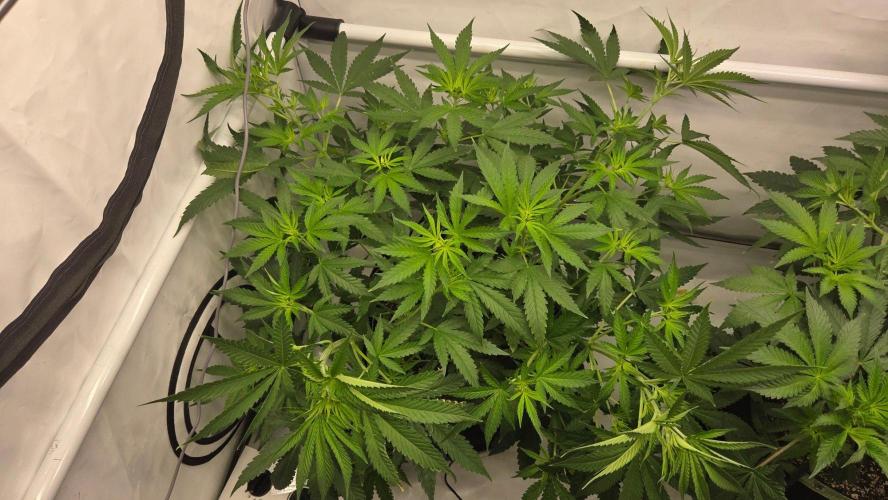 CCG / Sensi Malibu OG Gold. Week 6 - Tag 44
Blütetag 3