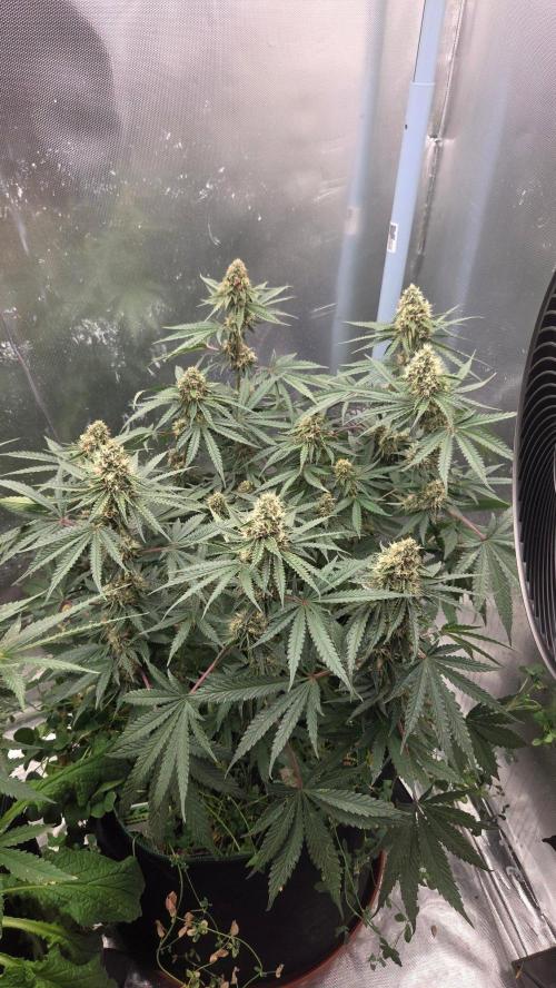 T.H.Seeds Bubble Banana Gum. Week 10 - Tag 71
Blütetag 36