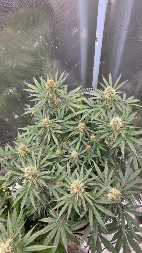 BubbleBananaGum. Week 10
