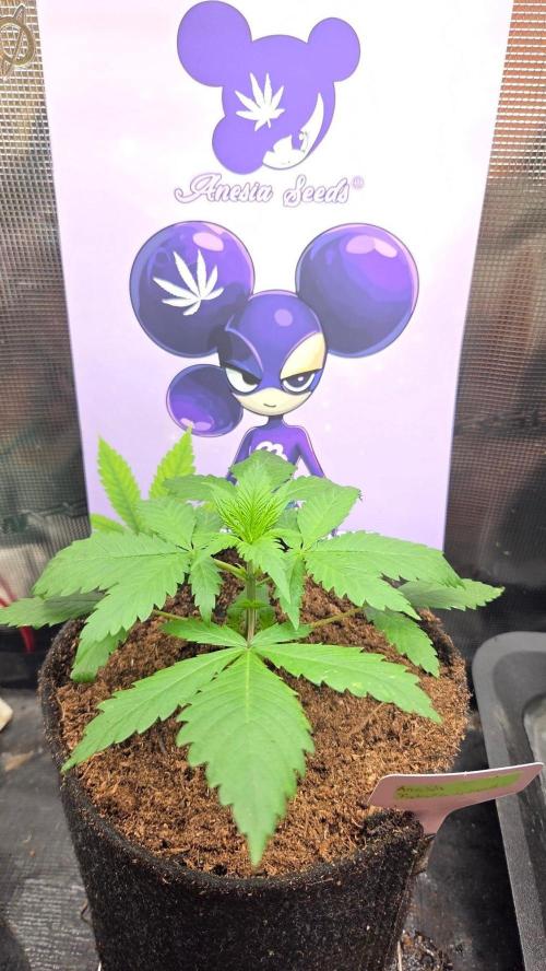 Future Island. Week 3