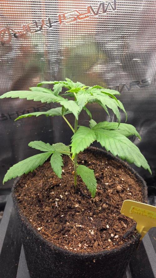Ambient R120. Week 3