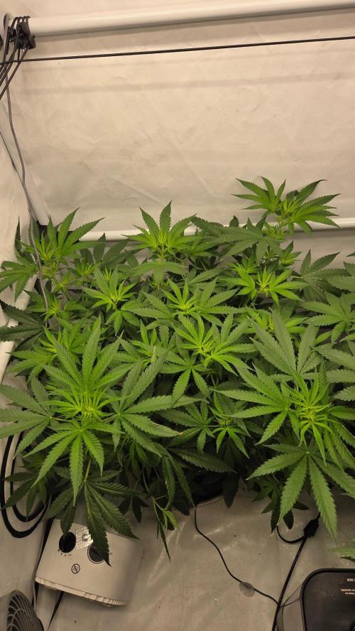 CCG / Sensi Malibu OG Gold. Week 6 - Tag 45
Blütetag 4