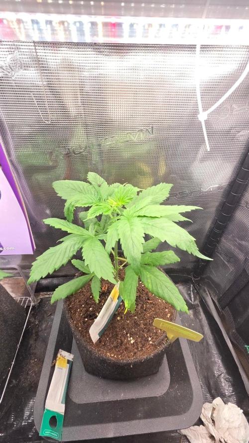 Blimburns Bubble Gum Sherb. Week 3 - Tag 24
