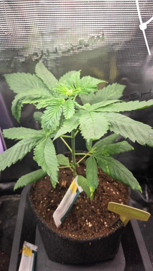 Blimburns Bubble Gum Sherb. Week 3 - Tag 25