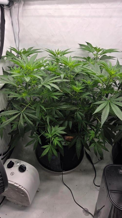 CCG / Sensi Malibu OG Gold. Week 6 - Tag 46
Blütetag 5