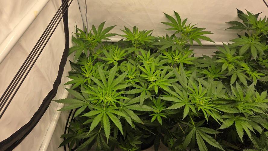 CCG / Sensi Malibu OG Gold. Week 6 - Tag 46
Blütetag 5
