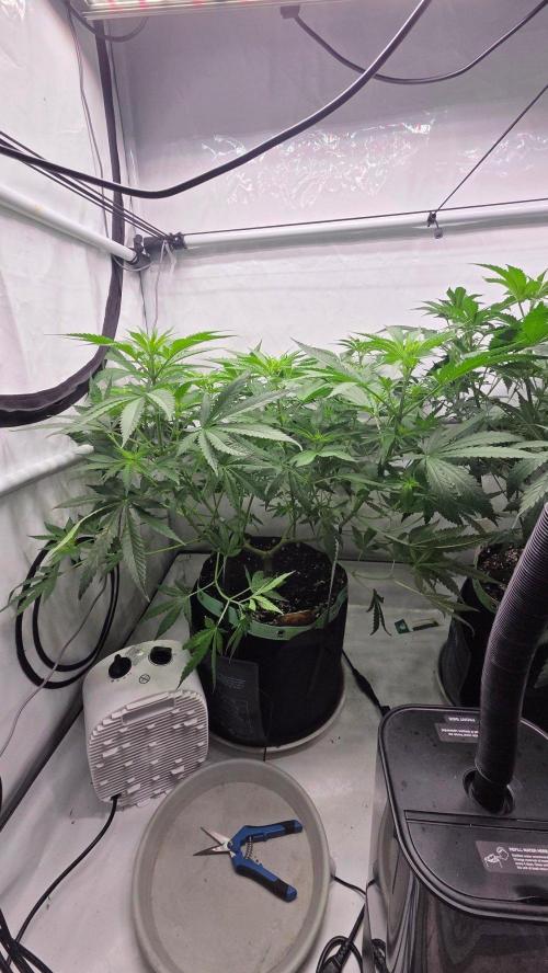 CCG / Sensi Malibu OG Gold. Week 6 - Tag 47
Blütetag 6