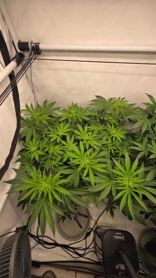 CCG / Sensi Malibu OG Gold. Week 6 - Tag 47
Blütetag 6