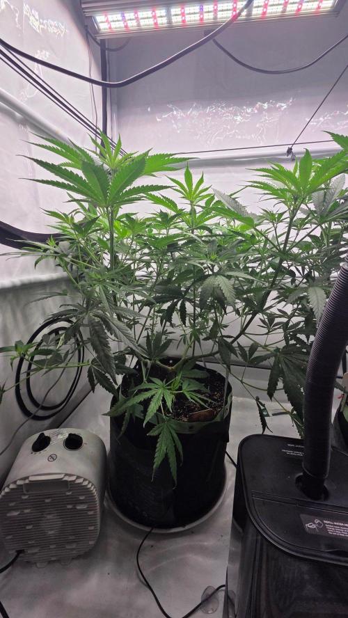 CCG / Sensi Malibu OG Gold. Week 6 - Tag 49
Blütetag 8