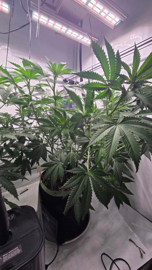 Tropicanna Poison F1 Fast Version. Week 6