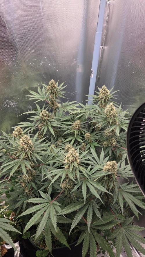 T.H.Seeds Bubble Banana Gum. Week 10 - Tag 74
Blütetag 39