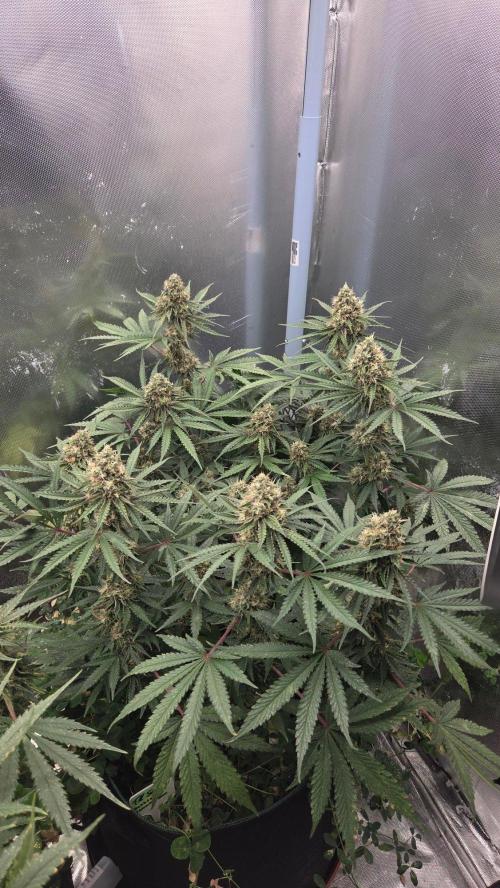 T.H.Seeds Bubble Banana Gum. Week 10 - Tag 77
Blütetag 42