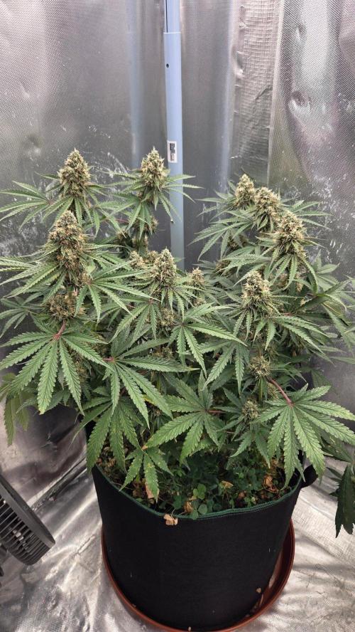 T.H.Seeds Bubble Banana Gum. Week 11 - Tag 78
Blütetag 43