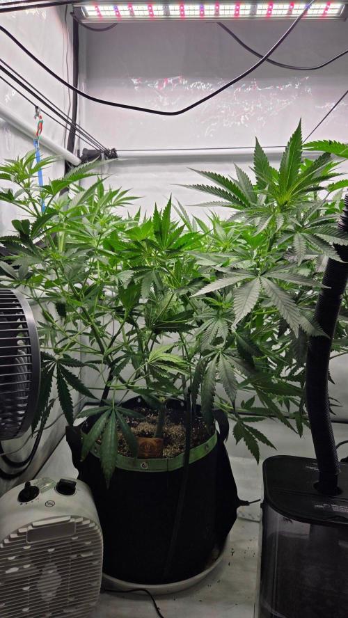CCG / Sensi Malibu OG Gold. Week 7 - Tag 50
Blütetag 9