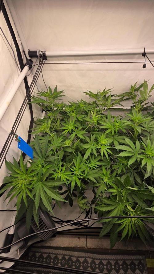 CCG / Sensi Malibu OG Gold. Week 7 - Tag 50
Blütetag 9