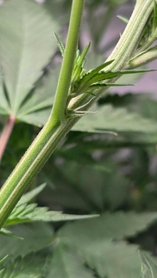 Tropicanna Poison F1 Fast Version. Week 7
