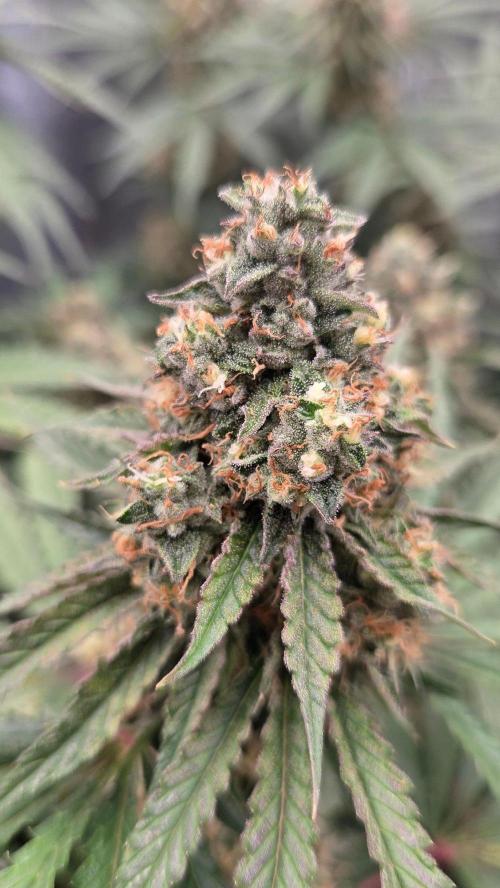 T.H.Seeds Bubble Banana Gum. Week 11 - Tag 78 
Blütetag 44