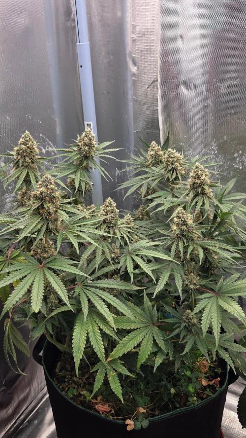 T.H.Seeds Bubble Banana Gum. Week 11 - Tag 78
Blütetag 44