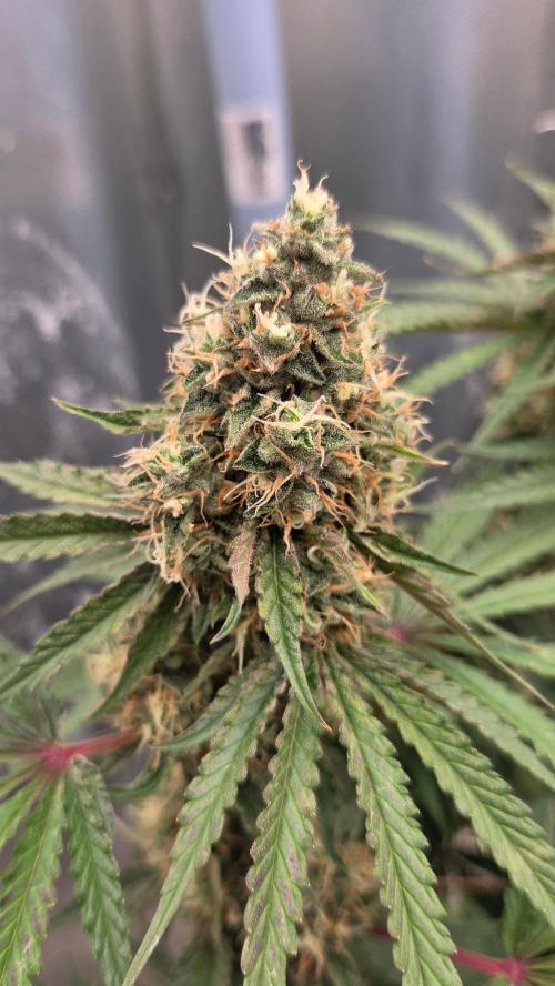 T.H.Seeds Bubble Banana Gum. Week 11 - Tag 78
Blütetag 44