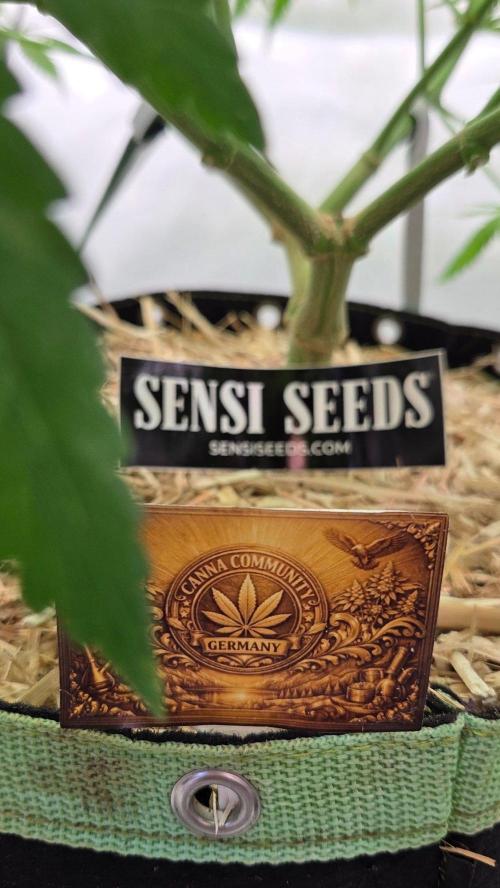 CCG / Sensi Malibu OG Gold. Week 7 - Tag 51
Blütetag 10