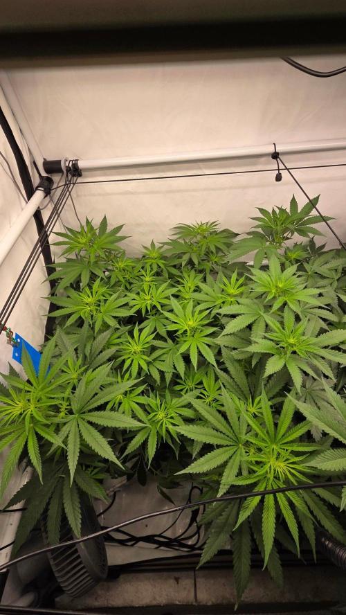 CCG / Sensi Malibu OG Gold. Week 7 - Tag 52
Blütetag 11