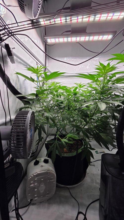 CCG / Sensi Malibu OG Gold. Week 7 - Tag 51
Blütetag 10